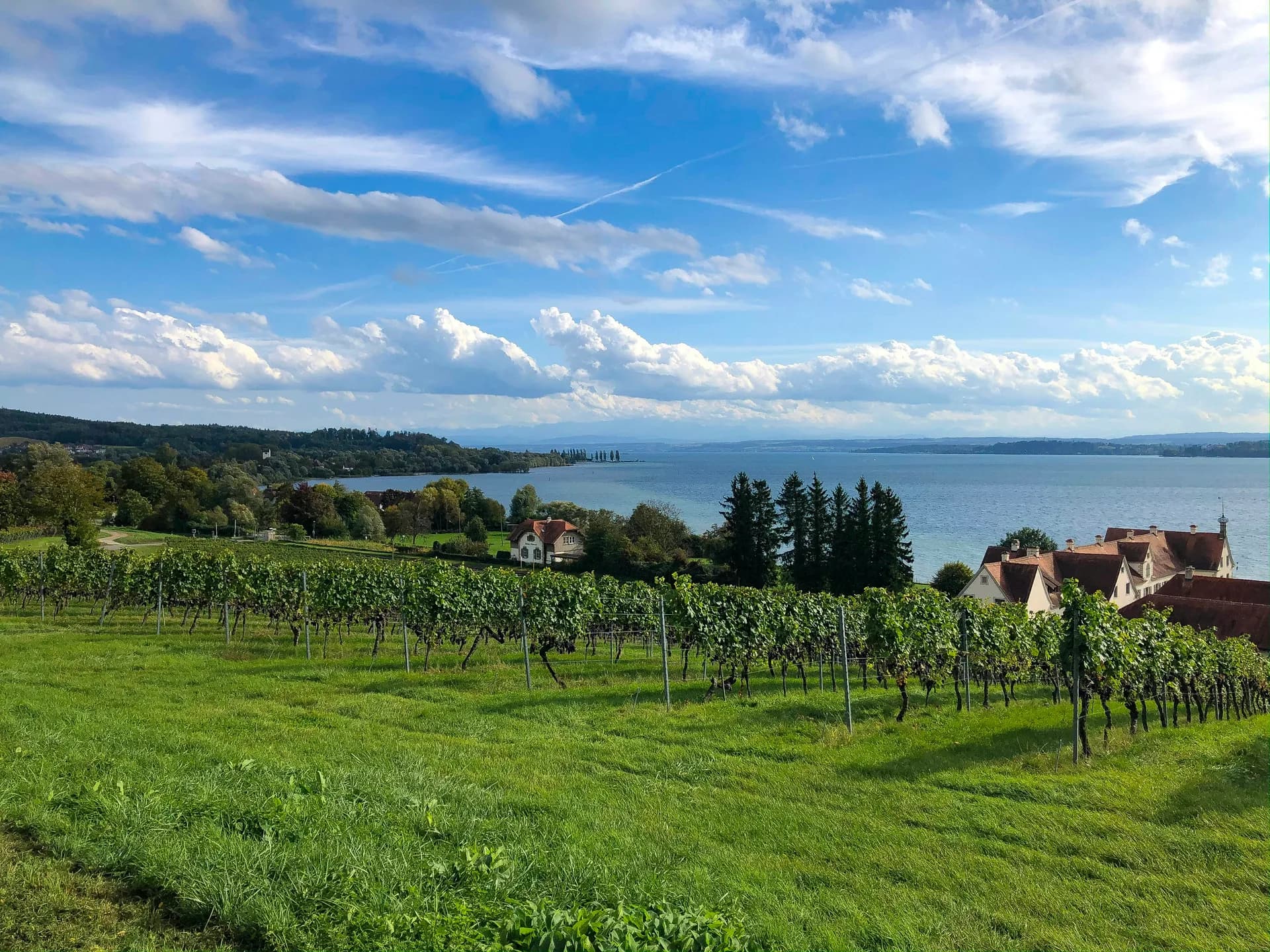 Blick über Rebzeilen auf den Bodensee: bewaldetes Ufer mit einzelnen Häusern, weite Wasserfläche und Schönwetterwolken über dem gegenüberliegenden Ufer