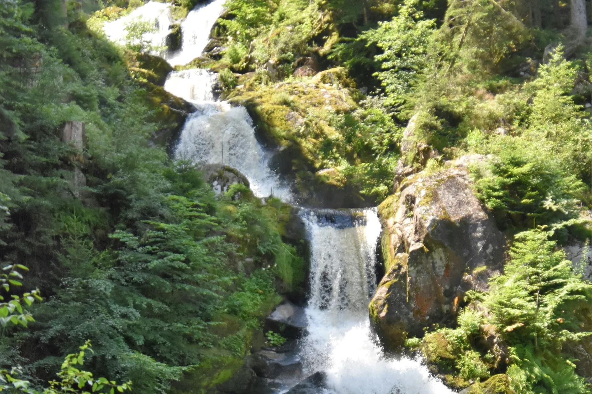 Die Triberger Wasserfälle stürzen in mehreren Stufen über moosbewachsene Felsblöcke, umgeben von dichtem Nadelwald und Farn
